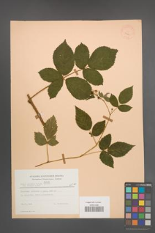 Rubus scissus [KOR 23443]
