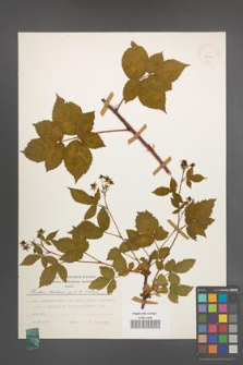 Rubus scissus [KOR 24922]