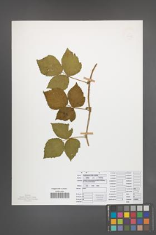 Rubus seebergensis [KOR 50036]