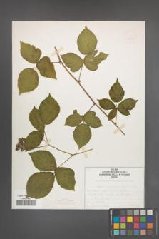 Rubus seebergensis [KOR 50034]