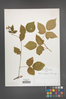 Rubus seebergensis [KOR 50028]