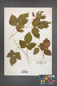 Rubus seebergensis [KOR 50027]