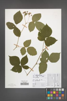 Rubus seebergensis [KOR 50026]