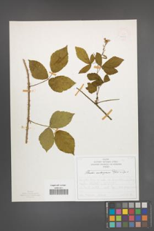 Rubus seebergensis [KOR 50023]
