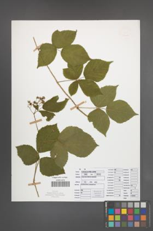Rubus seebergensis [KOR 50020]