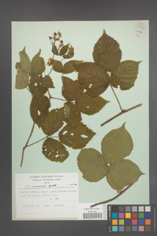 Rubus seebergensis [KOR 54440]
