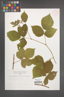 Rubus seebergensis [KOR 29448]