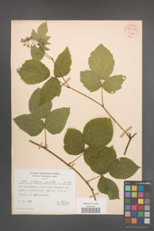 Rubus seebergensis [KOR 54424]
