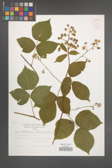 Rubus seebergensis [KOR 29447]