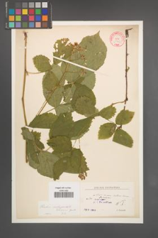 Rubus seebergensis [KOR 10591]