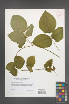 Rubus seebergensis [KOR 46214]
