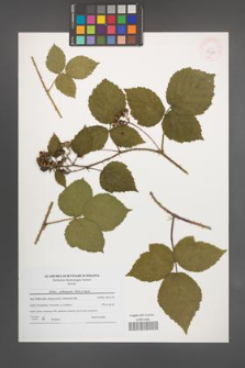 Rubus seebergensis [KOR 45984]