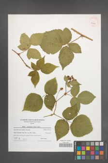 Rubus seebergensis [KOR 40799]