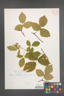 Rubus seebergensis [KOR 29385]