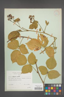 Rubus seebergensis [KOR 27985]