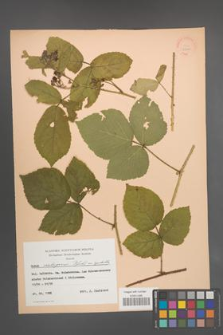 Rubus seebergensis [KOR 22828]