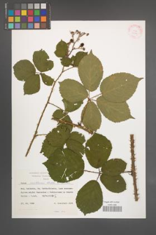 Rubus senticosus [KOR 24826]
