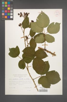 Rubus senticosus [KOR 54443]
