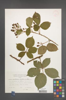 Rubus senticosus [KOR 24824]
