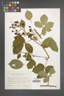Rubus senticosus [KOR 47842]