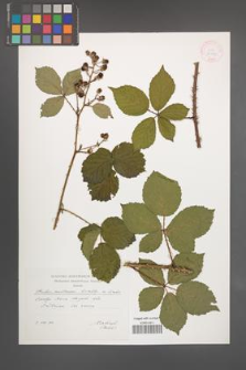 Rubus senticosus [KOR 29557]