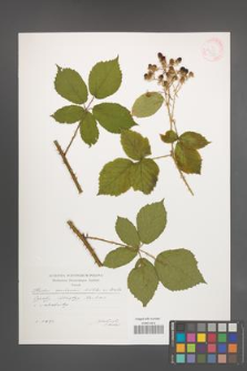 Rubus senticosus [KOR 29605]