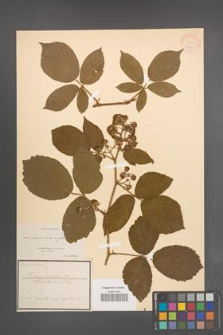 Rubus serpens [KOR 18579]