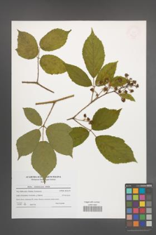 Rubus siemianicensis [KOR 47695]