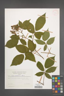 Rubus siemianicensis [KOR 31414]