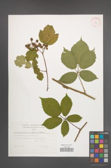 Rubus siemianicensis [KOR 32393]