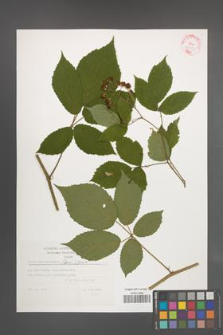 Rubus siemianicensis [KOR 32391]