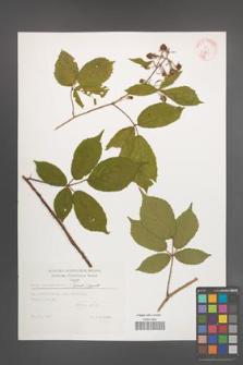 Rubus siemianicensis [KOR 32395]