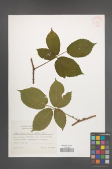 Rubus siemianicensis [KOR 29621]