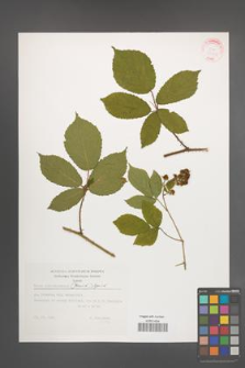 Rubus siemianicensis [KOR 32401]
