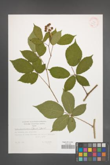 Rubus siemianicensis [KOR 32400]