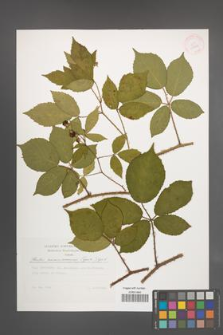 Rubus siemianicensis [KOR 29629]