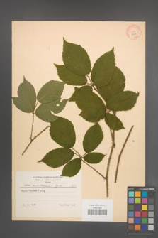 Rubus siemianicensis [KOR 8733]