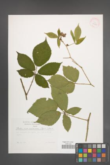Rubus siemianicensis [KOR 29626]
