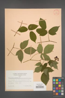 Rubus siemianicensis [KOR 27855]