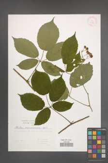 Rubus siemianicensis [KOR 29387]
