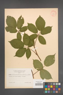 Rubus siemianicensis [KOR 8742]