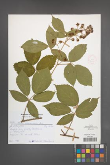 Rubus siemianicensis [KOR 52196]