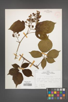 R. [Rubus] siemianicensis [KOR 51925]