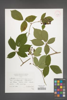 Rubus siemianicensis [KOR 41319]