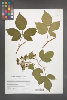 Rubus siemianicensis [KOR 51108]