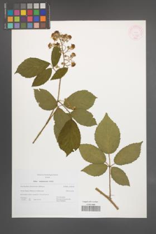Rubus siemianicensis [KOR 44972]