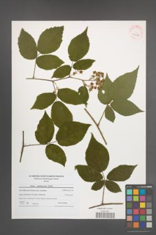 Rubus siemianicensis [KOR 40626]