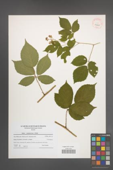 Rubus siemianicensis [KOR 40620]