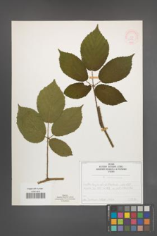 R. [Rubus] siemianicensis [KOR 51968]