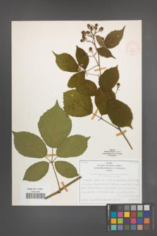 R. [Rubus] siemianicensis [KOR 51962]
